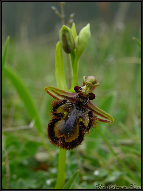 Ophrys ciliata - E'' sempre la pi bella....almeno per me!